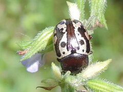 Zygogramma clathrata