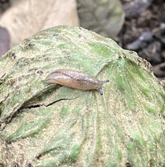 Meghimatium pictum