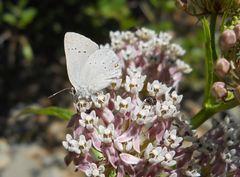 Satyrium sylvinus