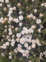 Pimelea sericea