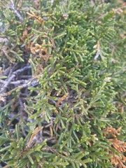 Microcachrys tetragona