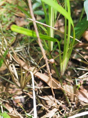Dianella caerulea