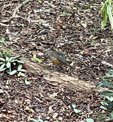 Turdus rufiventris
