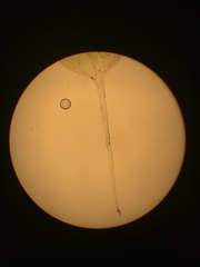 Jaffueliobryum wrightii