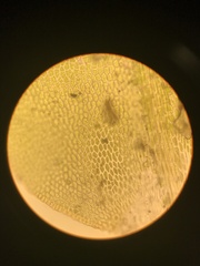 Jaffueliobryum wrightii