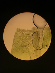 Jaffueliobryum wrightii