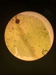 Jaffueliobryum wrightii