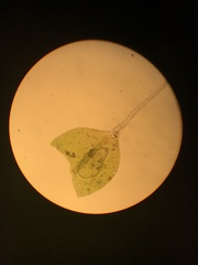 Jaffueliobryum wrightii