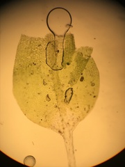 Jaffueliobryum wrightii