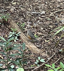 Turdus rufiventris