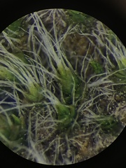 Jaffueliobryum wrightii