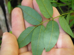 Derris involuta