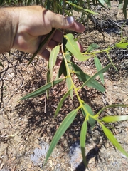 Eucalyptus todtiana