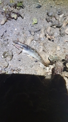 Amblygobius stethophthalmus