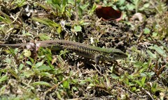 Ameiva