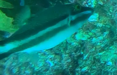Canthigaster callisterna