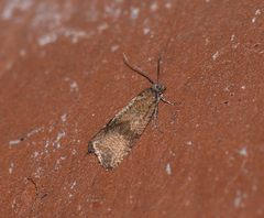 Celypha striana