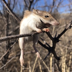 Perognathinae