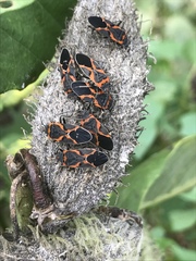 Lygaeus kalmii angustomarginatus