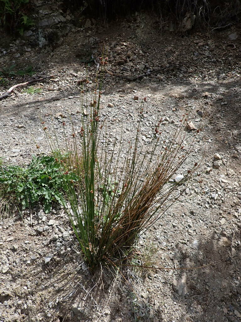 Juncus filicaulis from Manawatu District, ManawatuWanganui, New