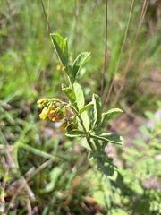 Hermannia salviifolia