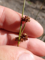 Juncus filicaulis