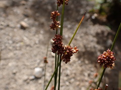 Juncus filicaulis