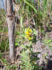 Hermannia salviifolia