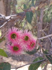 Corymbia calophylla