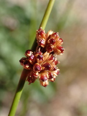 Juncus filicaulis