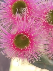 Corymbia calophylla