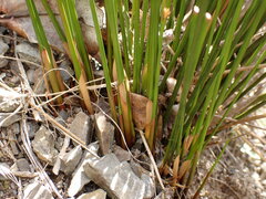 Juncus filicaulis