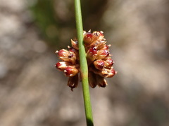 Juncus filicaulis