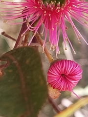 Corymbia calophylla