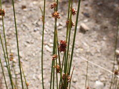 Juncus filicaulis