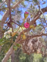 Corymbia calophylla