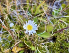 Brachyscome sinclairii