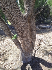 Corymbia calophylla