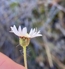 Brachyscome sinclairii