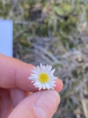 Brachyscome sinclairii