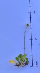 Brachyscome sinclairii