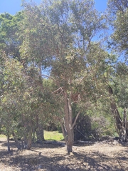 Corymbia calophylla