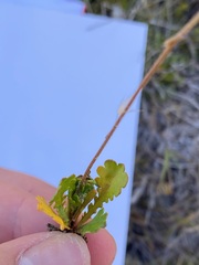 Brachyscome sinclairii