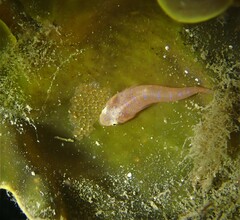 Cochleoceps orientalis