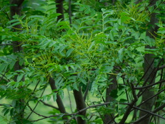 Loxopterygium grisebachii