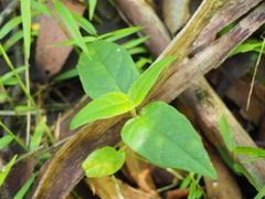 Pseuderanthemum variabile