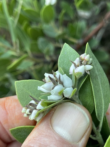 Brittleleaf Manzanita