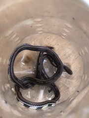 Calliophis intestinalis