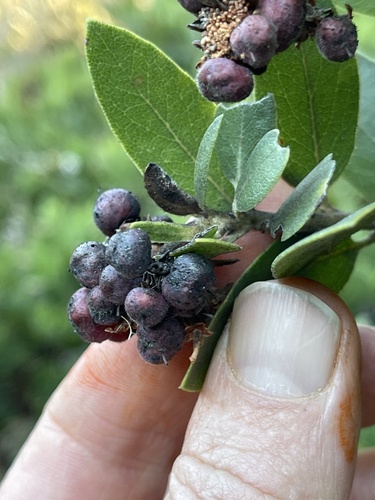 Brittleleaf Manzanita fruiting