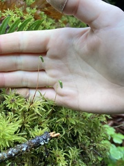Leucolepis